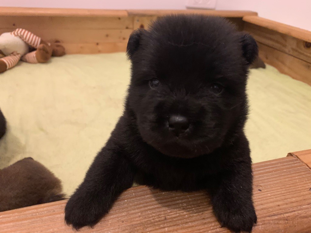 Des Gardiens Imperiaux - Chow Chow - Portée née le 28/07/2020