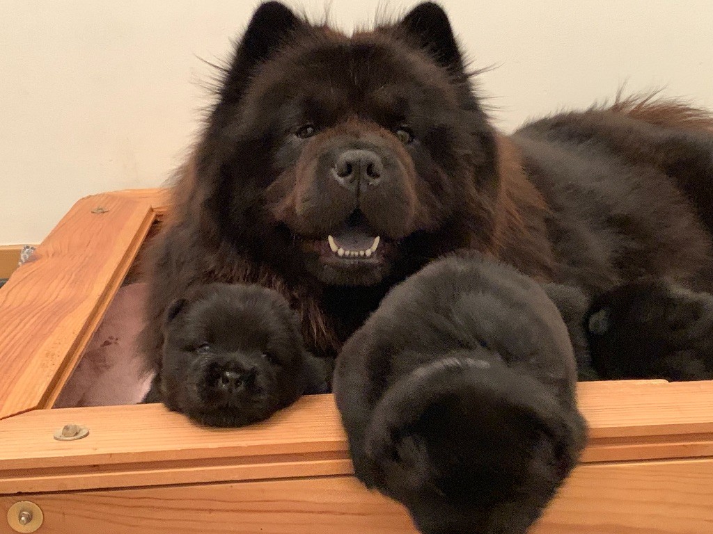Des Gardiens Imperiaux - Chow Chow - Portée née le 14/11/2018